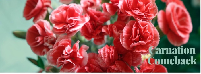 The Carnation Comeback :  New Colours, New Love