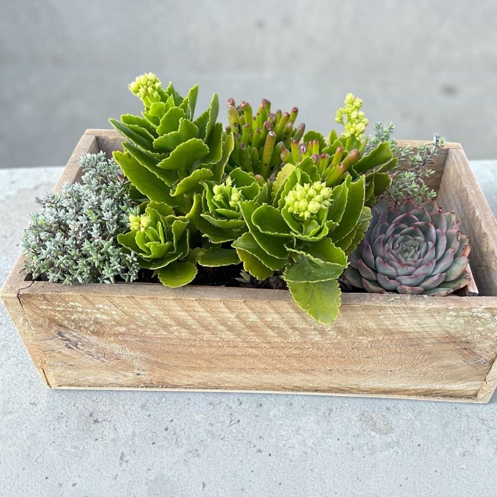 This Sucs! | Succulents in a Timber Box | Preserved Fleurs 