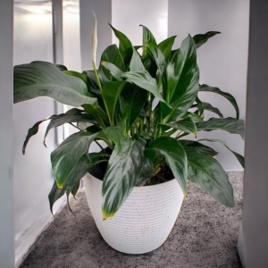 Peace Lily with Pot | Preserved Fleurs Plants 