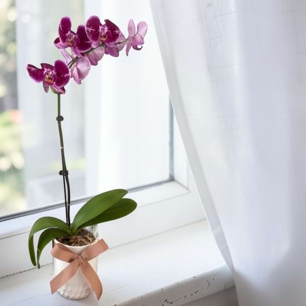 Phalenopsis Orchid | Beautiful Potted Orchid