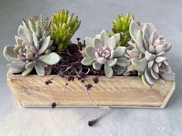Little Succer | Box of Succulents | Preserved Fleurs Mornington