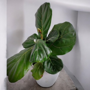Fiddle Leaf Fig House Plant with Pot| Preserved Fleurs