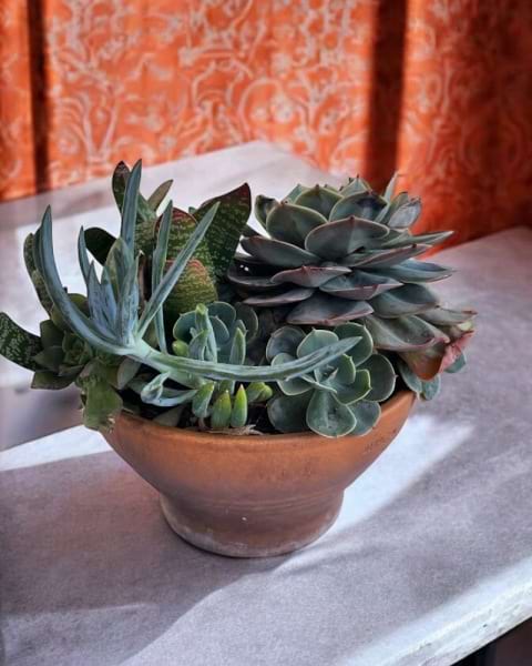 Brenda Mixed Succulents in Clay Planters | Preserved Fleurs